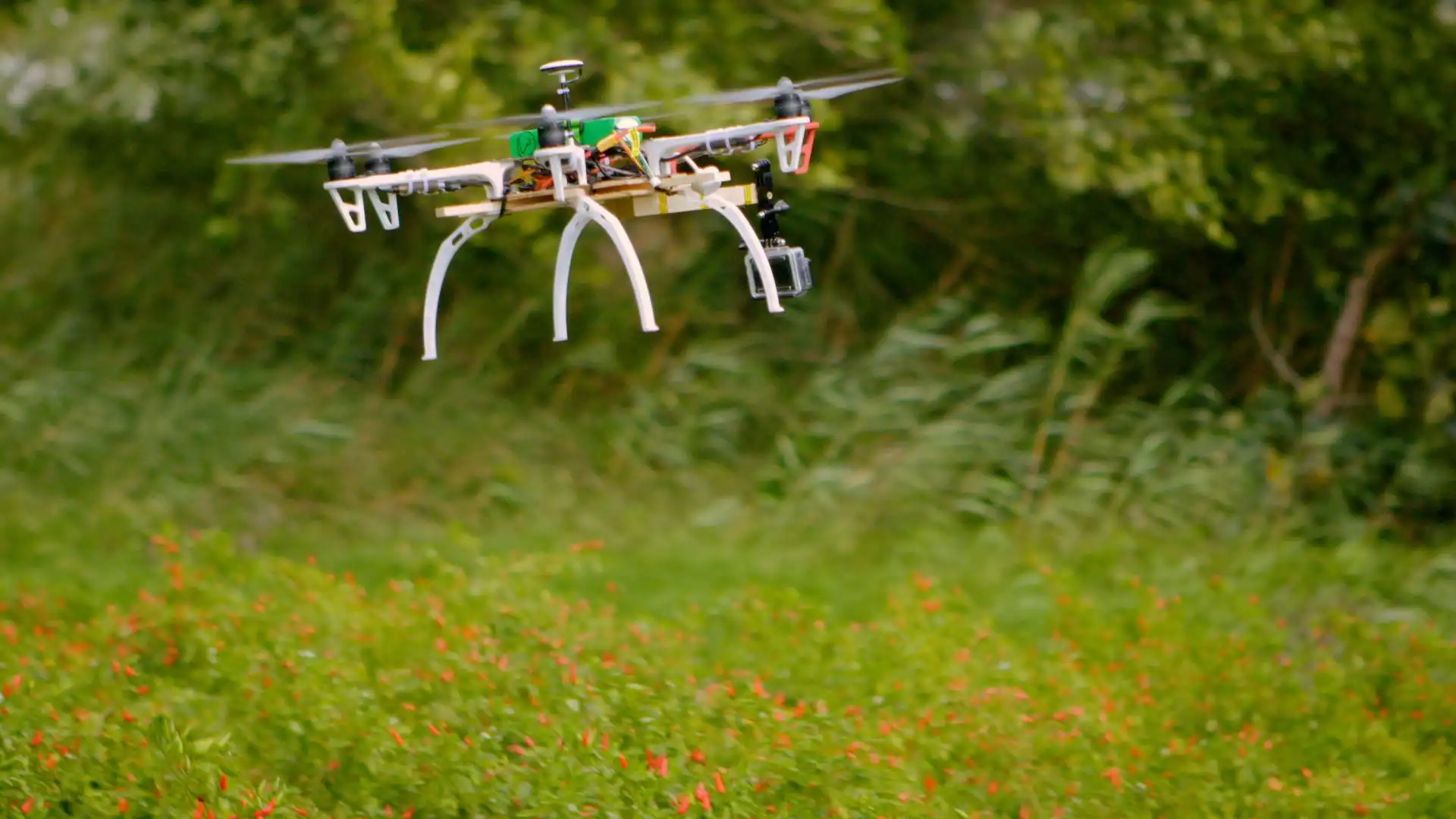 A drone flying over a lush green field with small red flowers, set against a backdrop of trees.