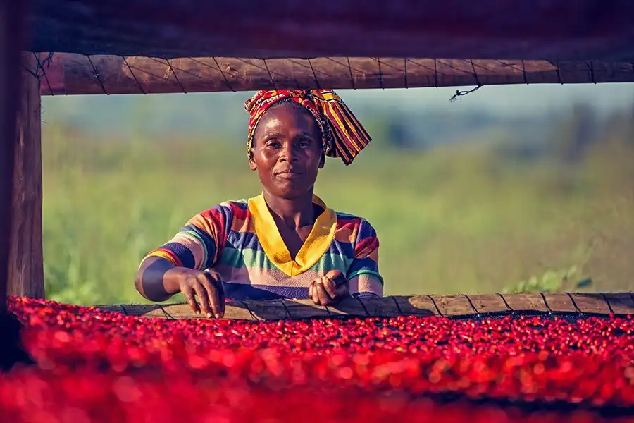 A woman in colorful attire stands by a rack of drying red chilies in a sunny, rural setting.