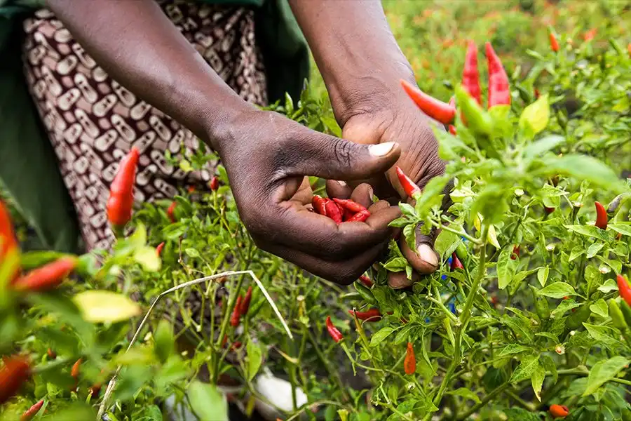 Hands picking red chili peppers from lush green plants in a garden.